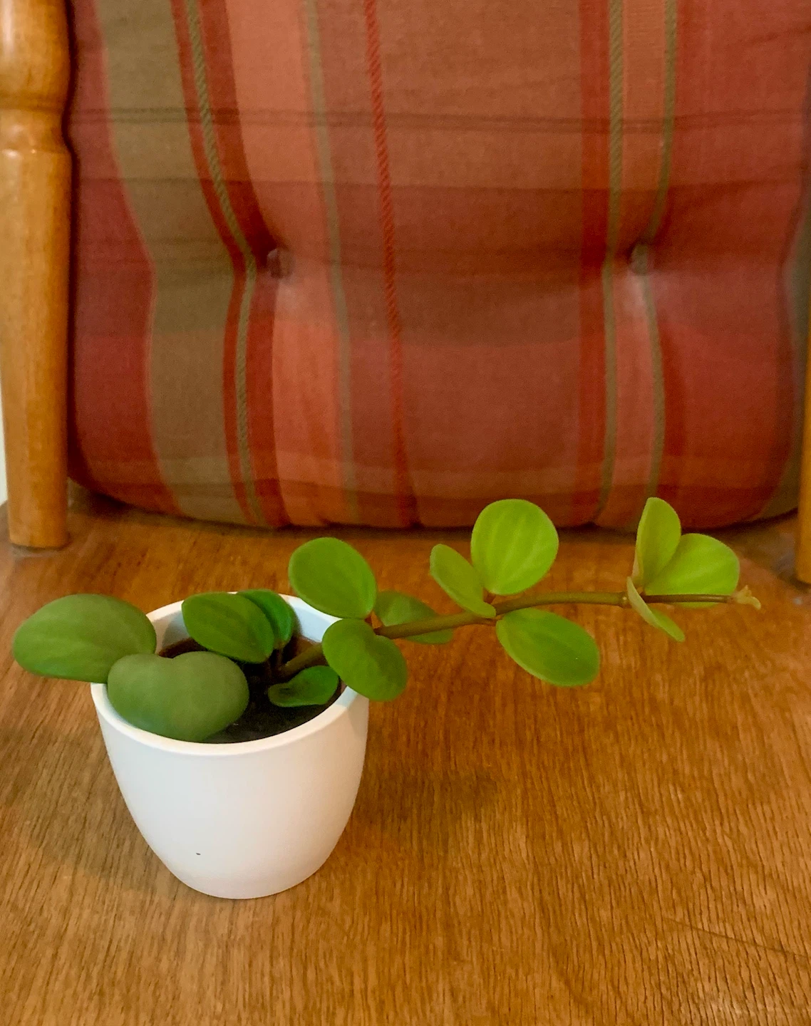 Potted Peperomia “Hope” Plant in 2” pot