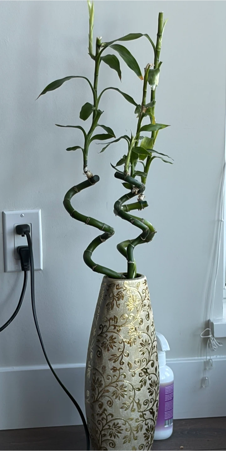Bamboo Plant