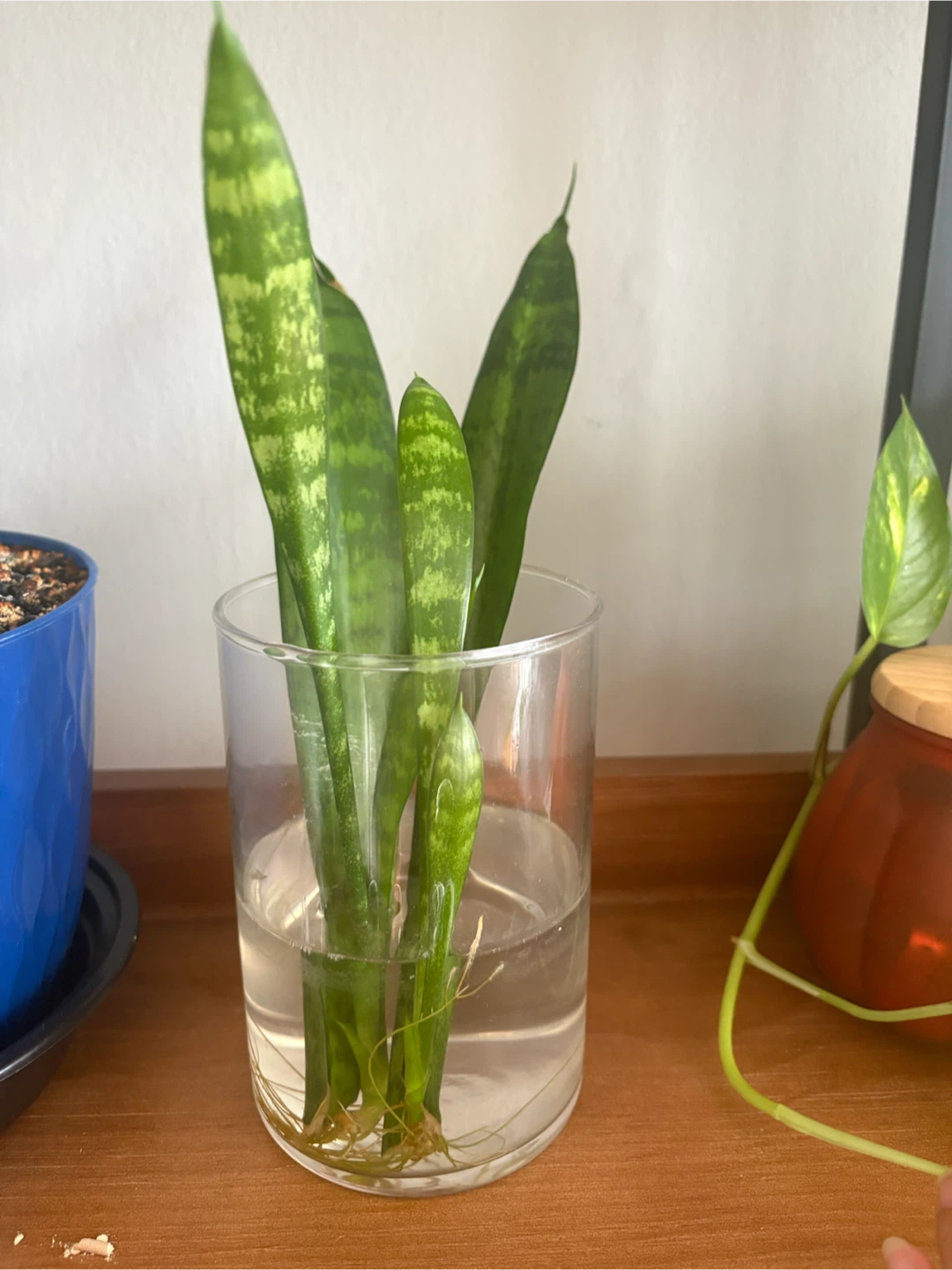 Snake Plant Cuttings