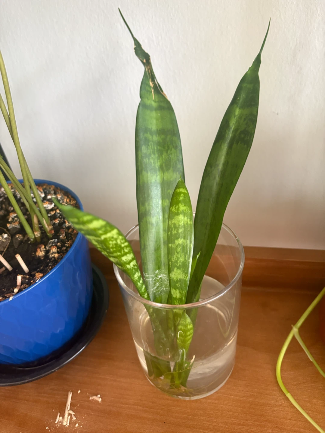 Snake Plant Cuttings - photo 2