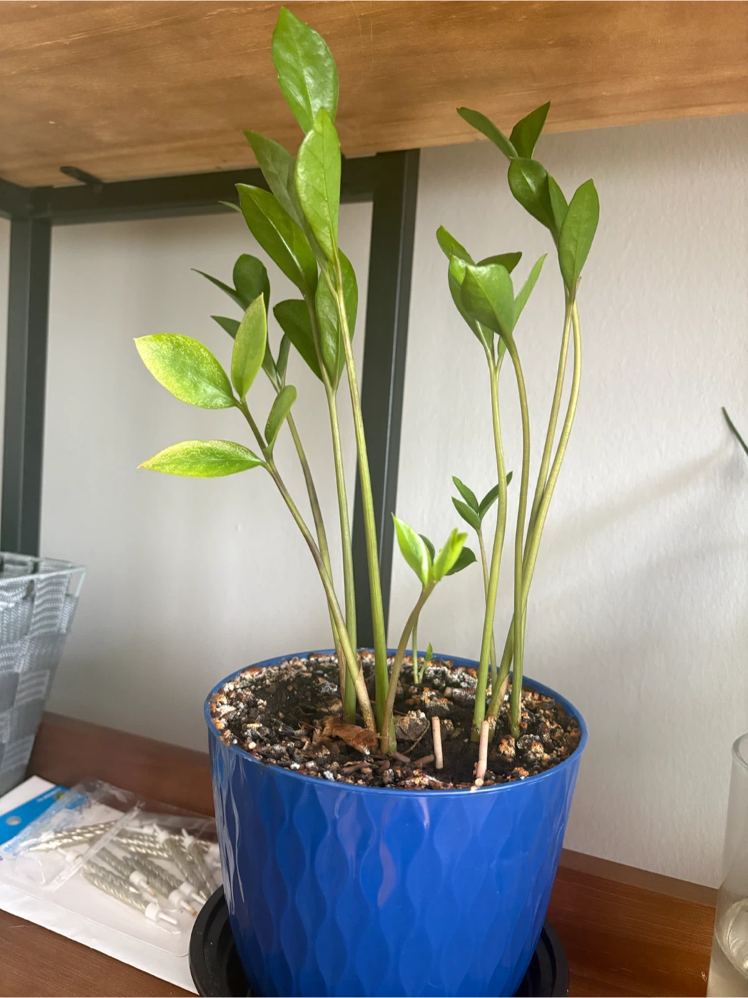 ZZ Plant in Blue Pot