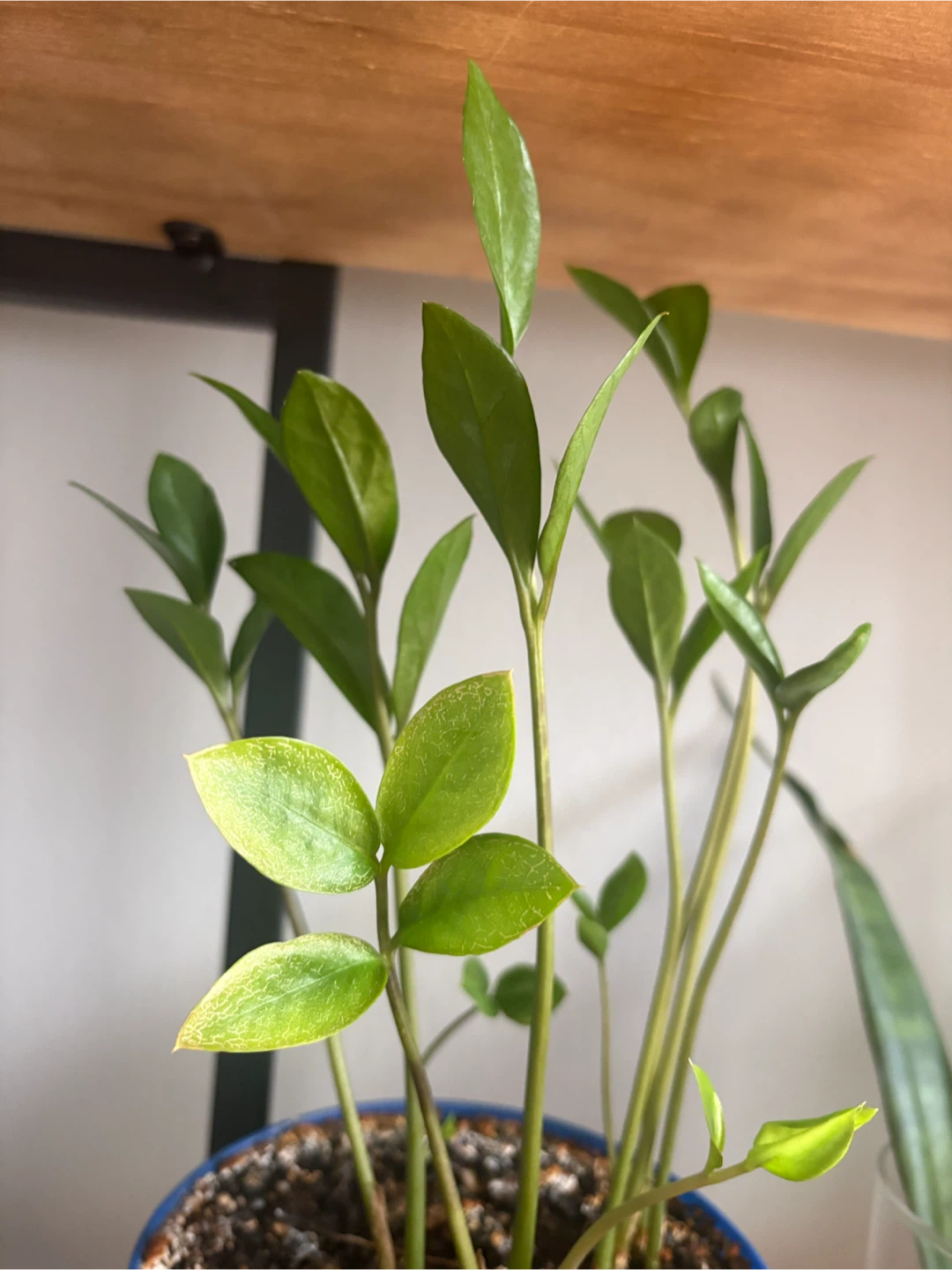 ZZ Plant in Blue Pot - photo 2