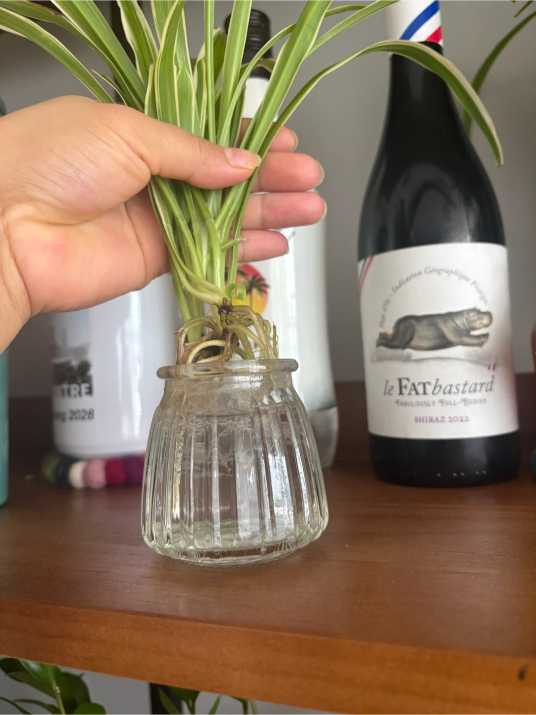 Spider Plant Cutting in Glass Vase
