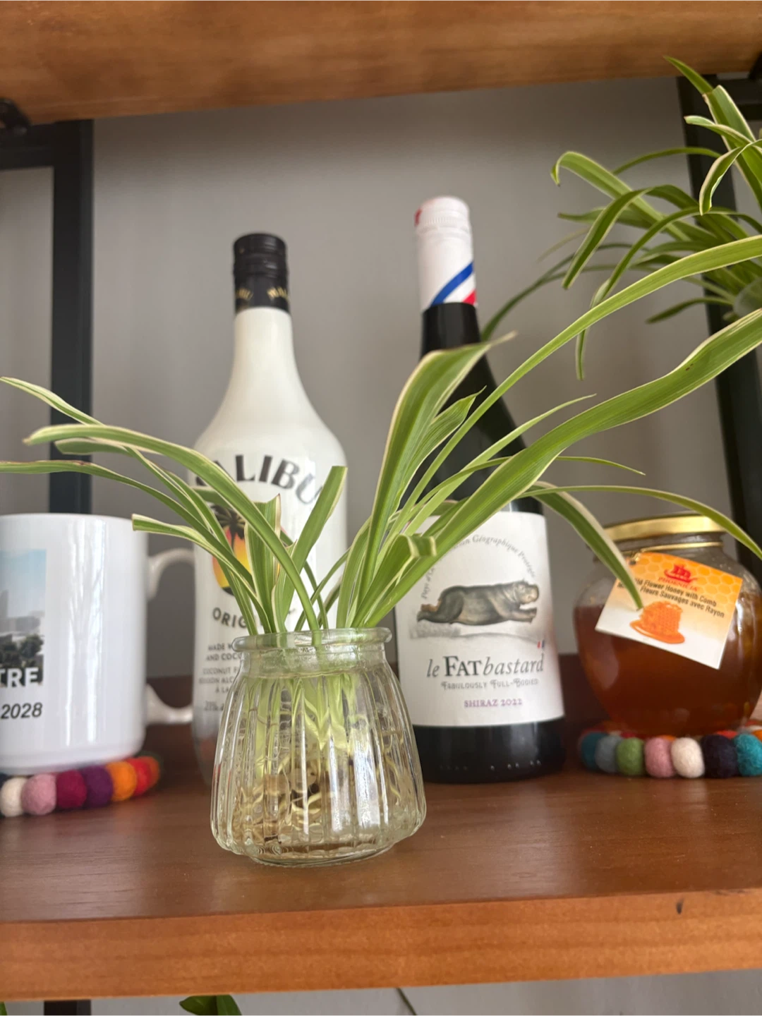 Spider Plant Cutting in Glass Vase - photo 2