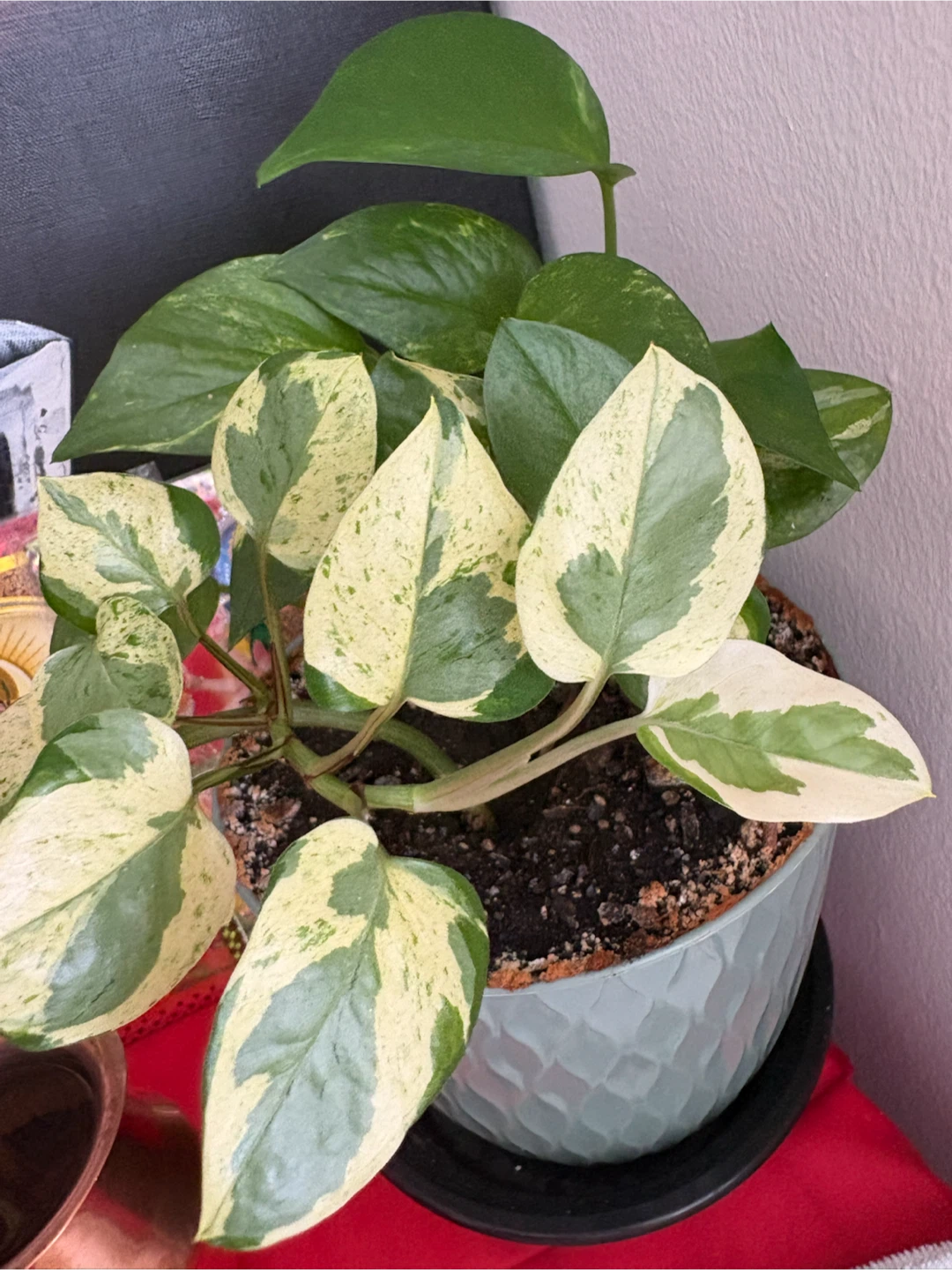 Pothos Plant - Marble Queen