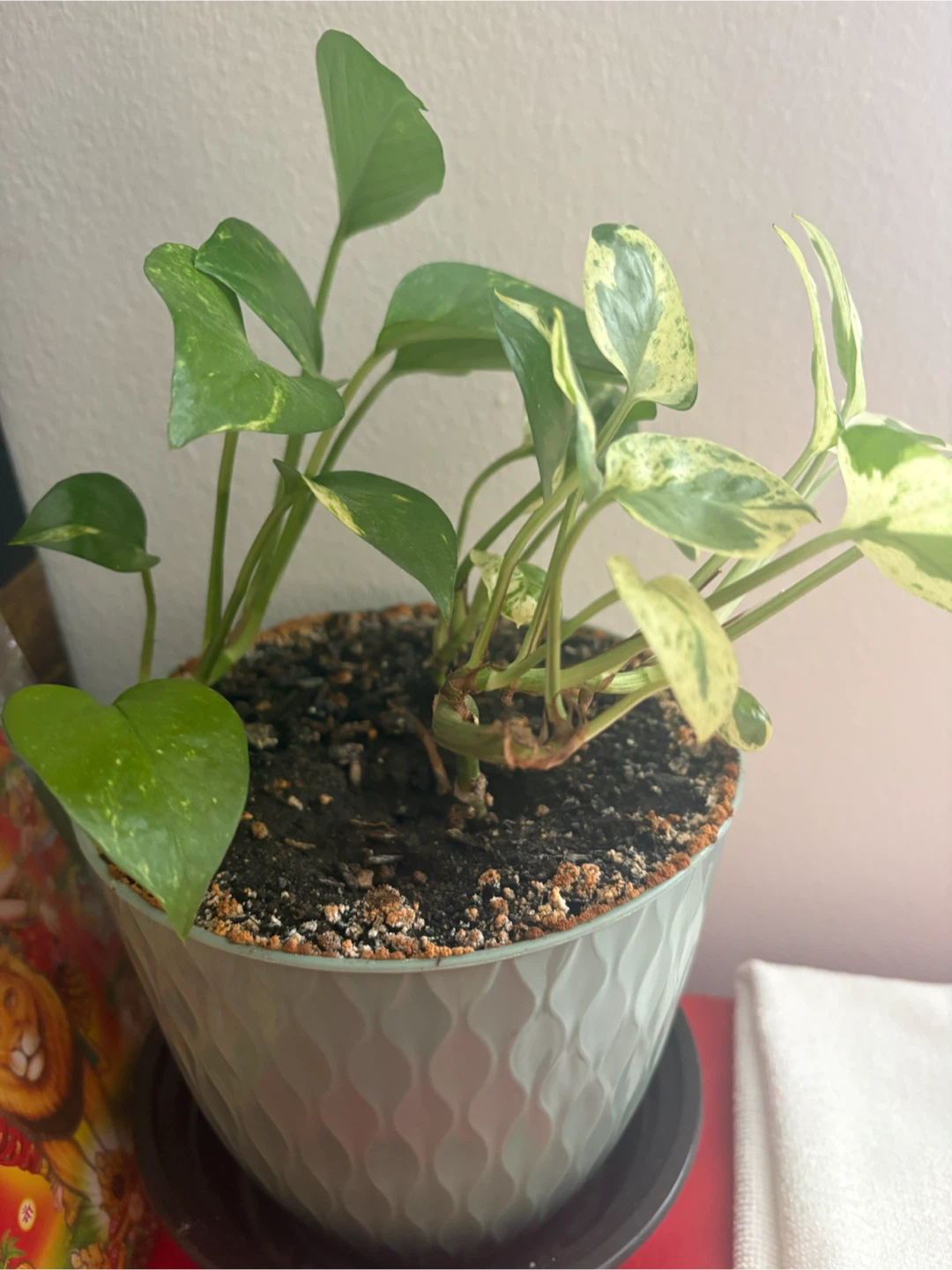Pothos Plant - Marble Queen - photo 2