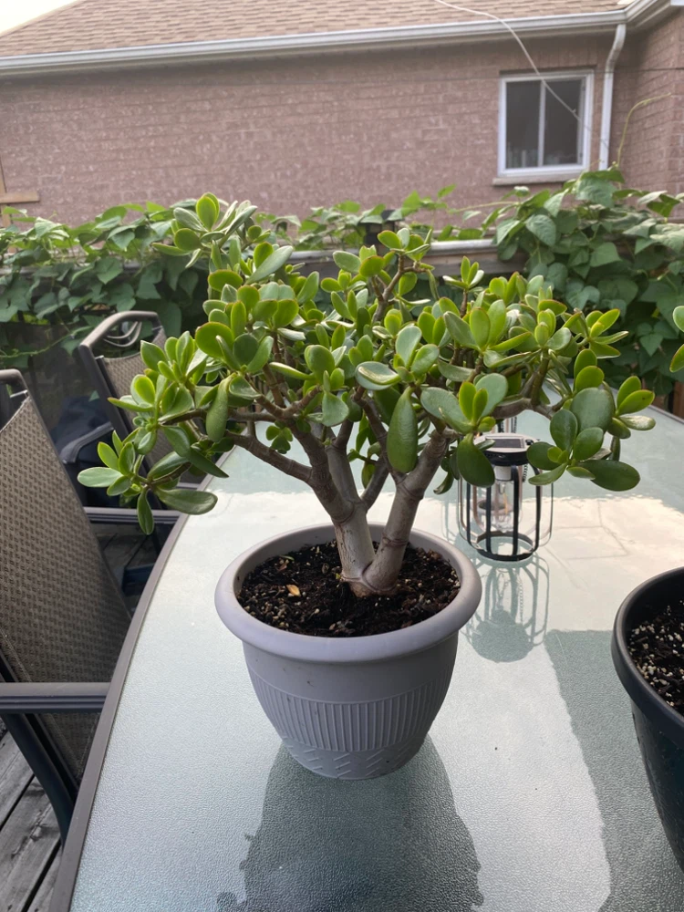 Jade Plant in Pot