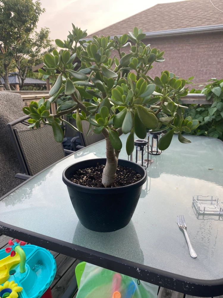 Tall Jade Plant in Black Pot