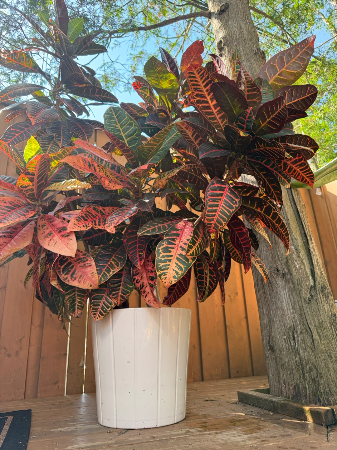 Stunning 5'2" Mature Croton (Ceramic Pot Included)
