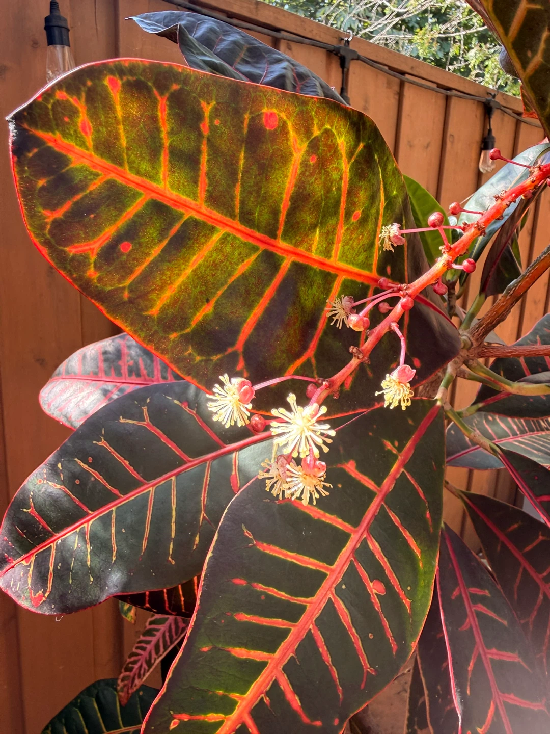 Stunning 5'2" Mature Croton (Ceramic Pot Included) - photo 2