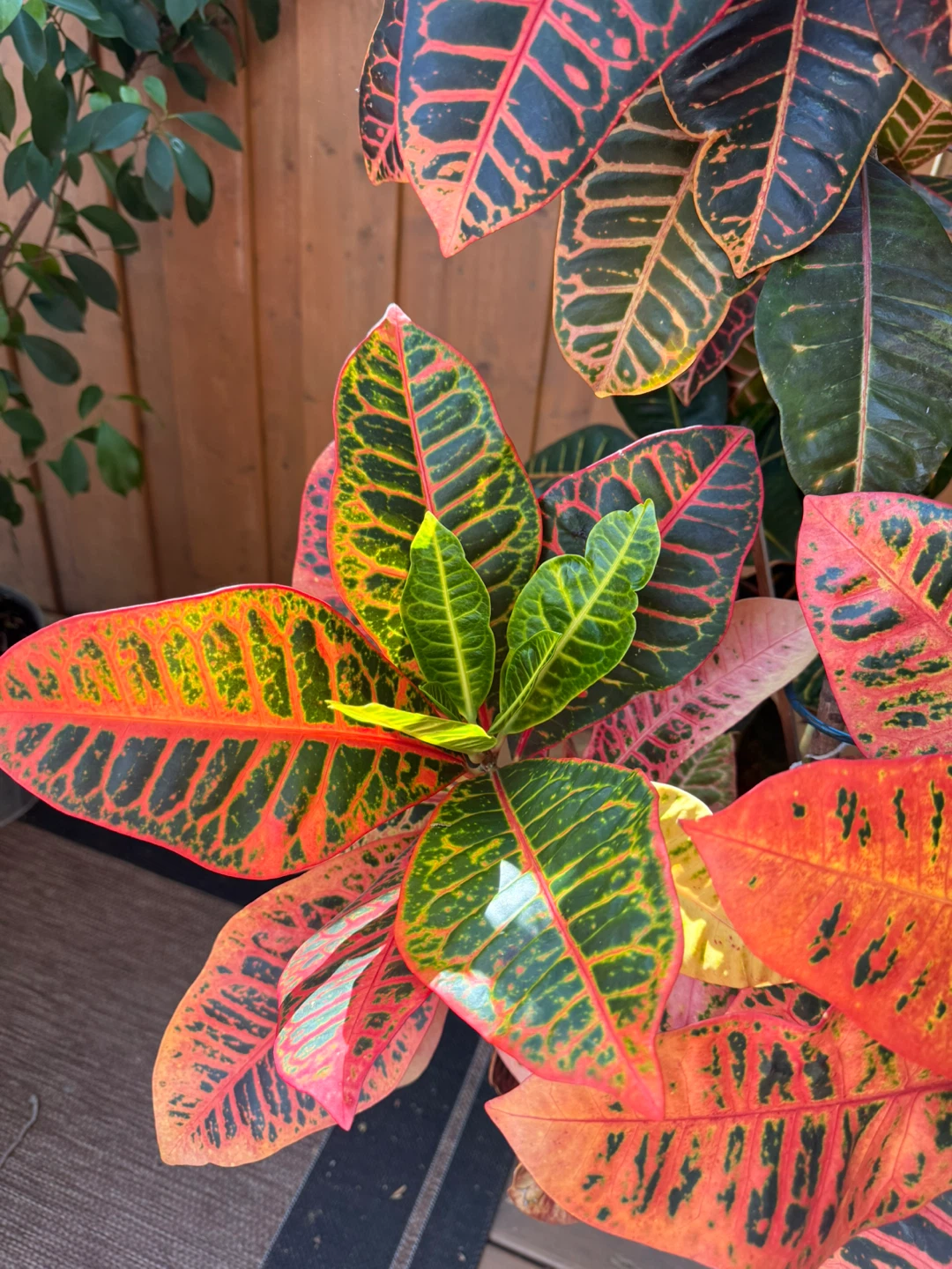 Stunning 5'2" Mature Croton (Ceramic Pot Included) - photo 3
