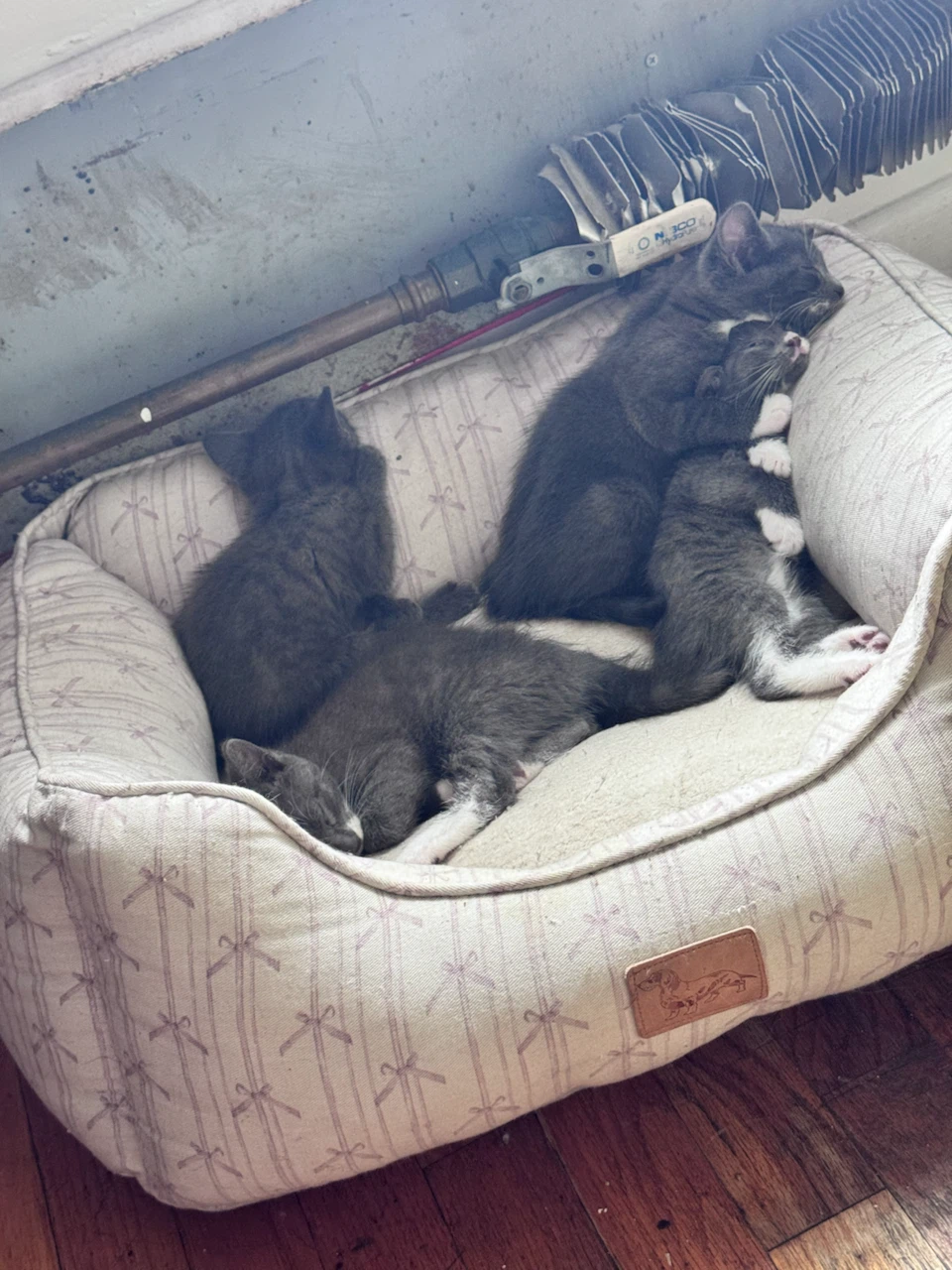 Pet Bed with Dachshund Logo