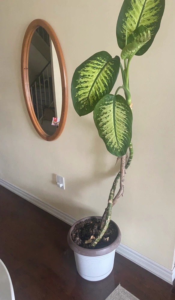 Dieffenbachia Plant ( 74 inches tall )