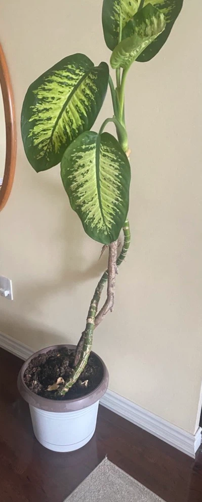 Dieffenbachia Plant ( 74 inches tall ) - photo 2