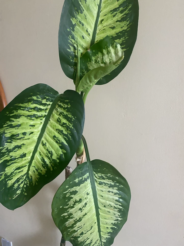 Dieffenbachia Plant ( 74 inches tall ) - photo 3