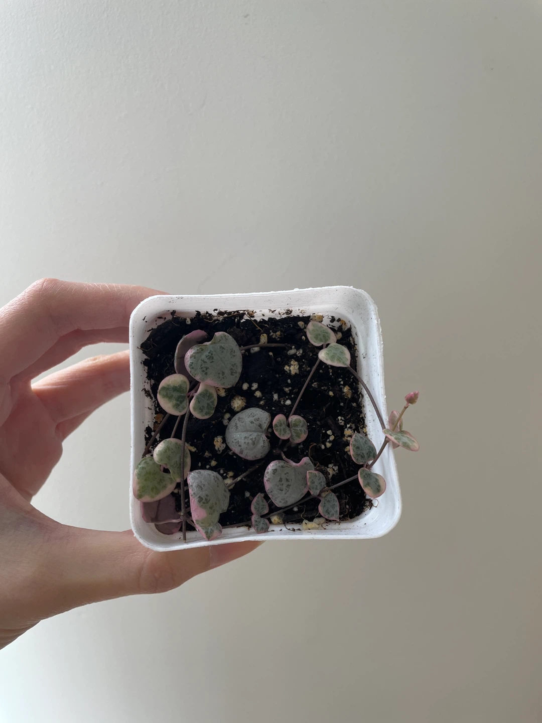 Variegated string of hearts - photo 2
