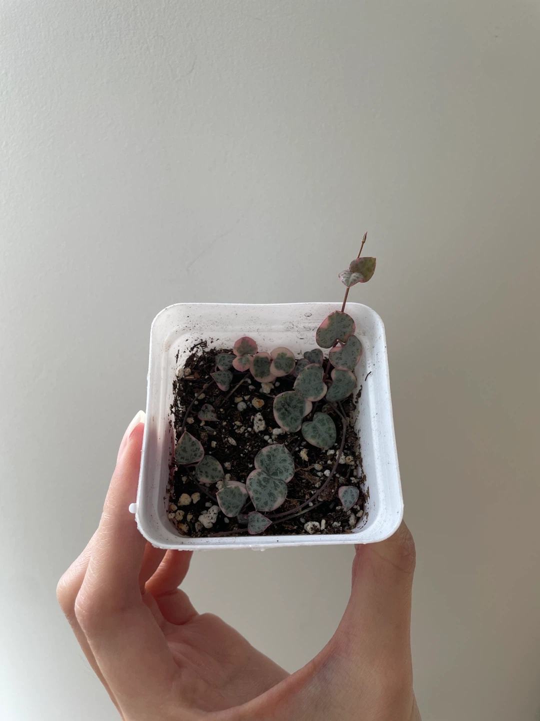 Variegated string of hearts