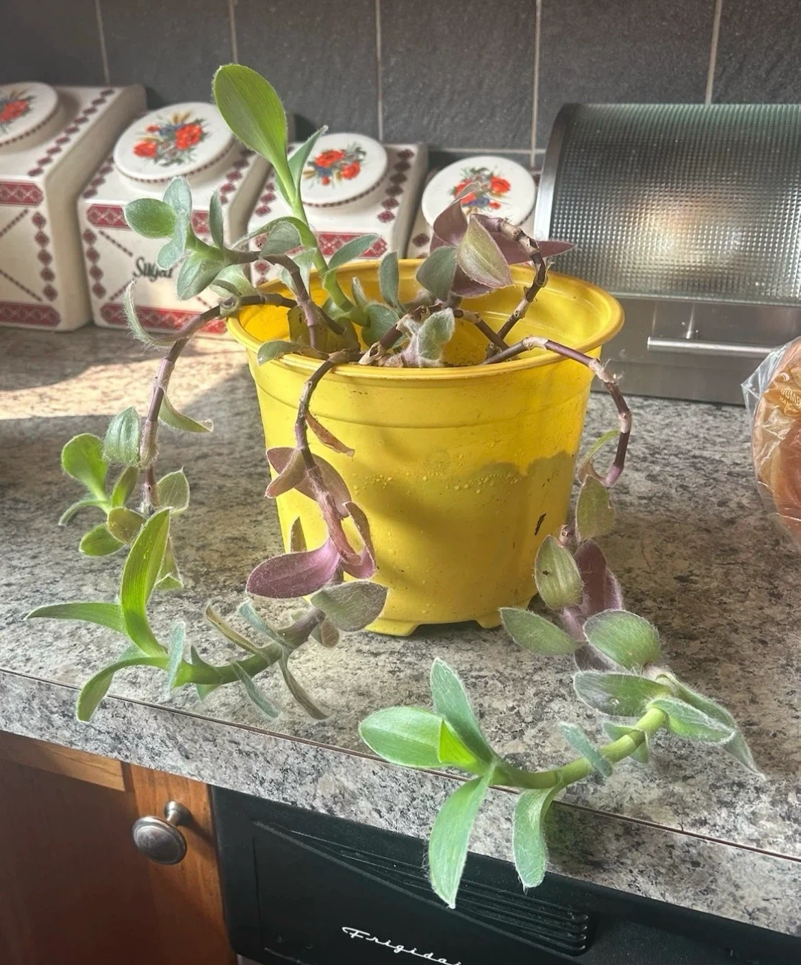 Potted Wandering Jew Plant