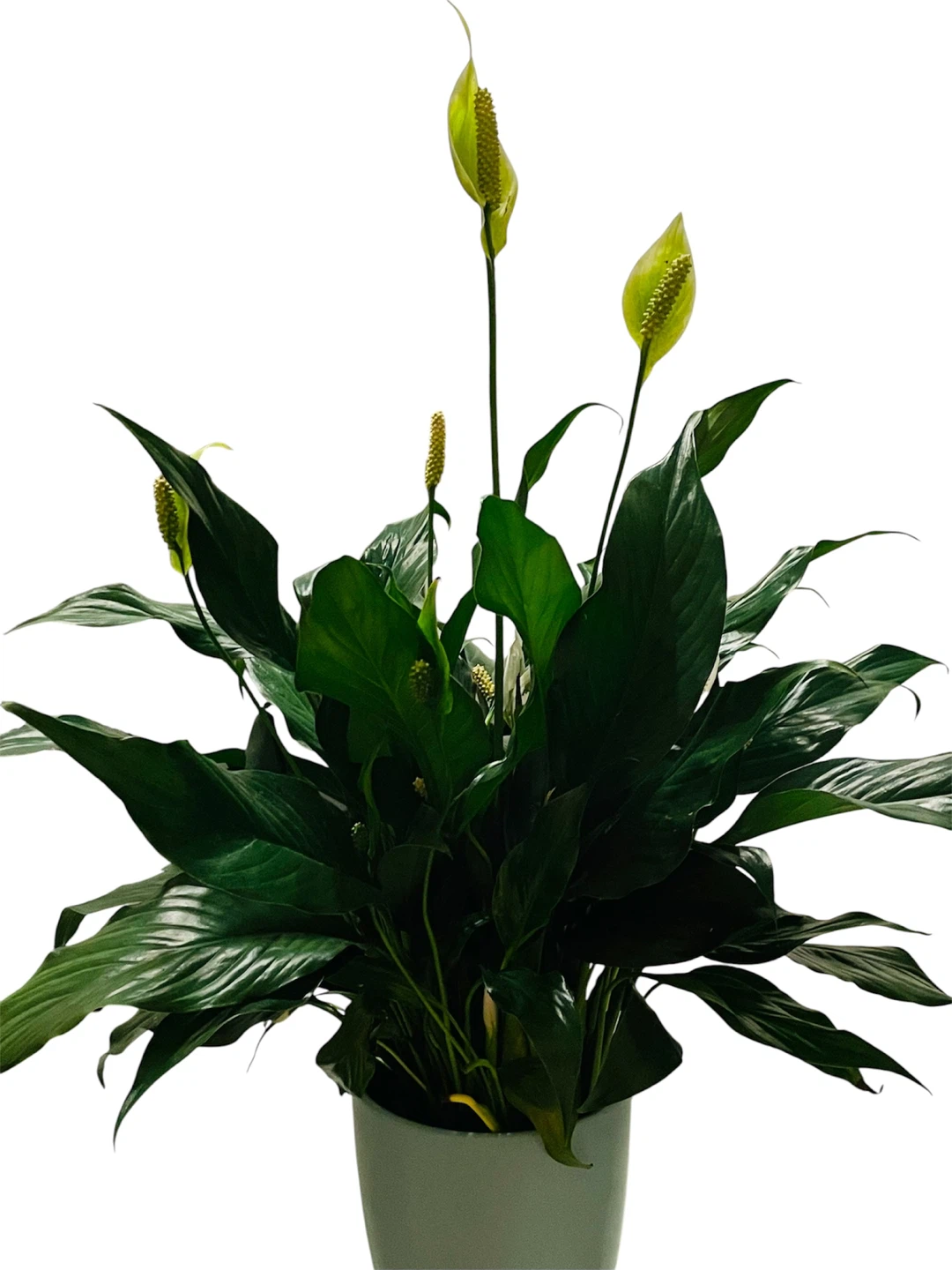 Gorgeous Healthy Peace Lily Plant