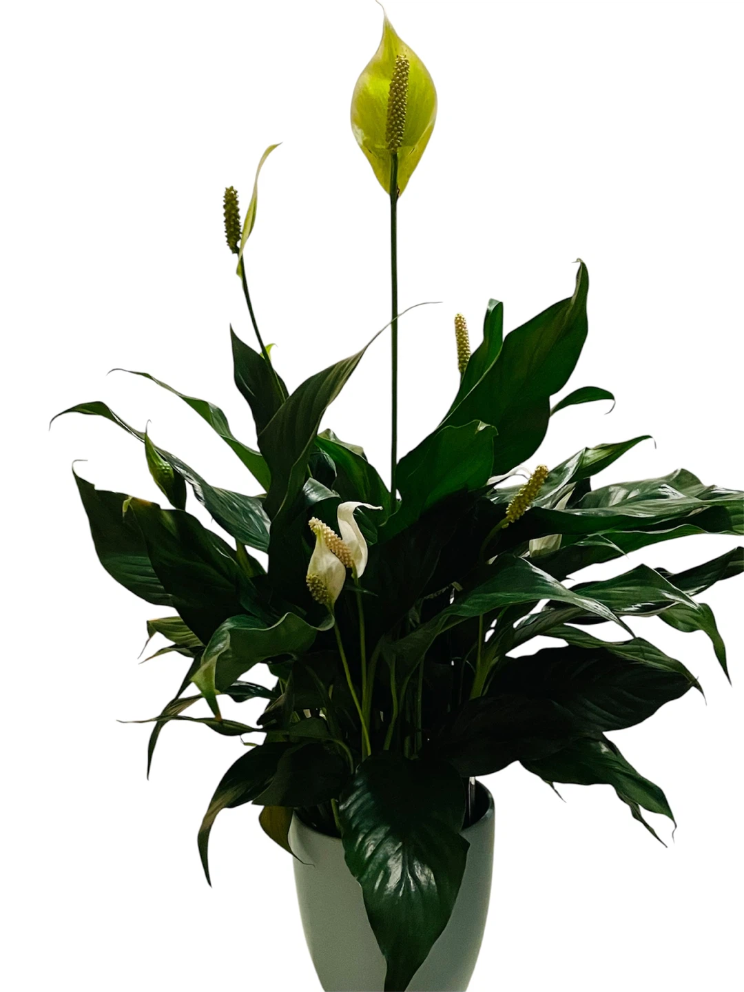 Gorgeous Healthy Peace Lily Plant - photo 2