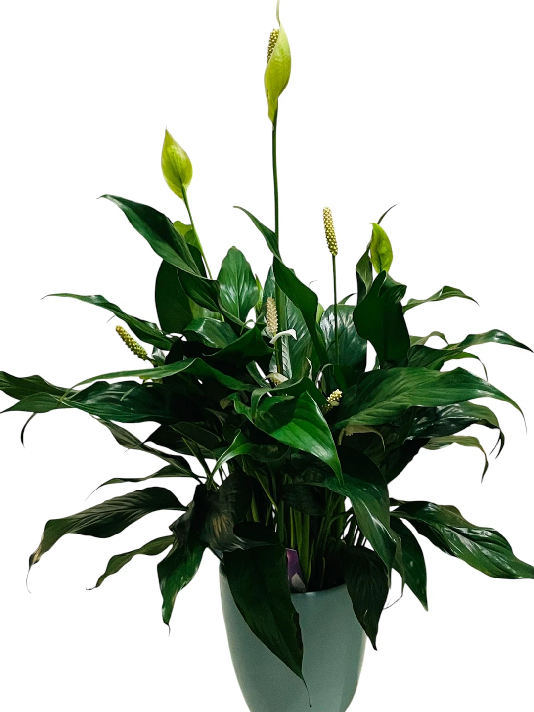 Gorgeous Healthy Peace Lily Plant - photo 3