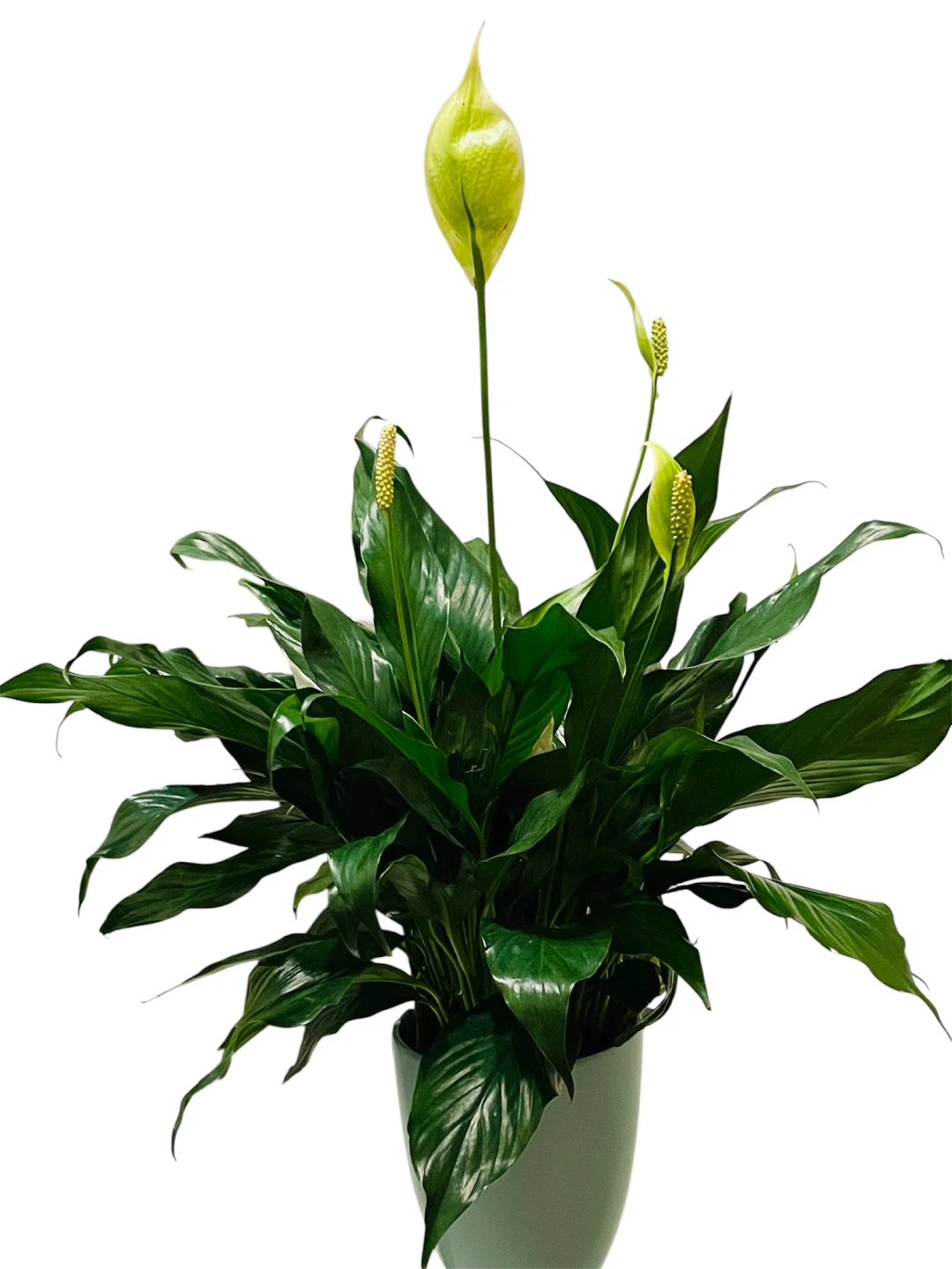 Gorgeous Healthy Peace Lily Plant - photo 4