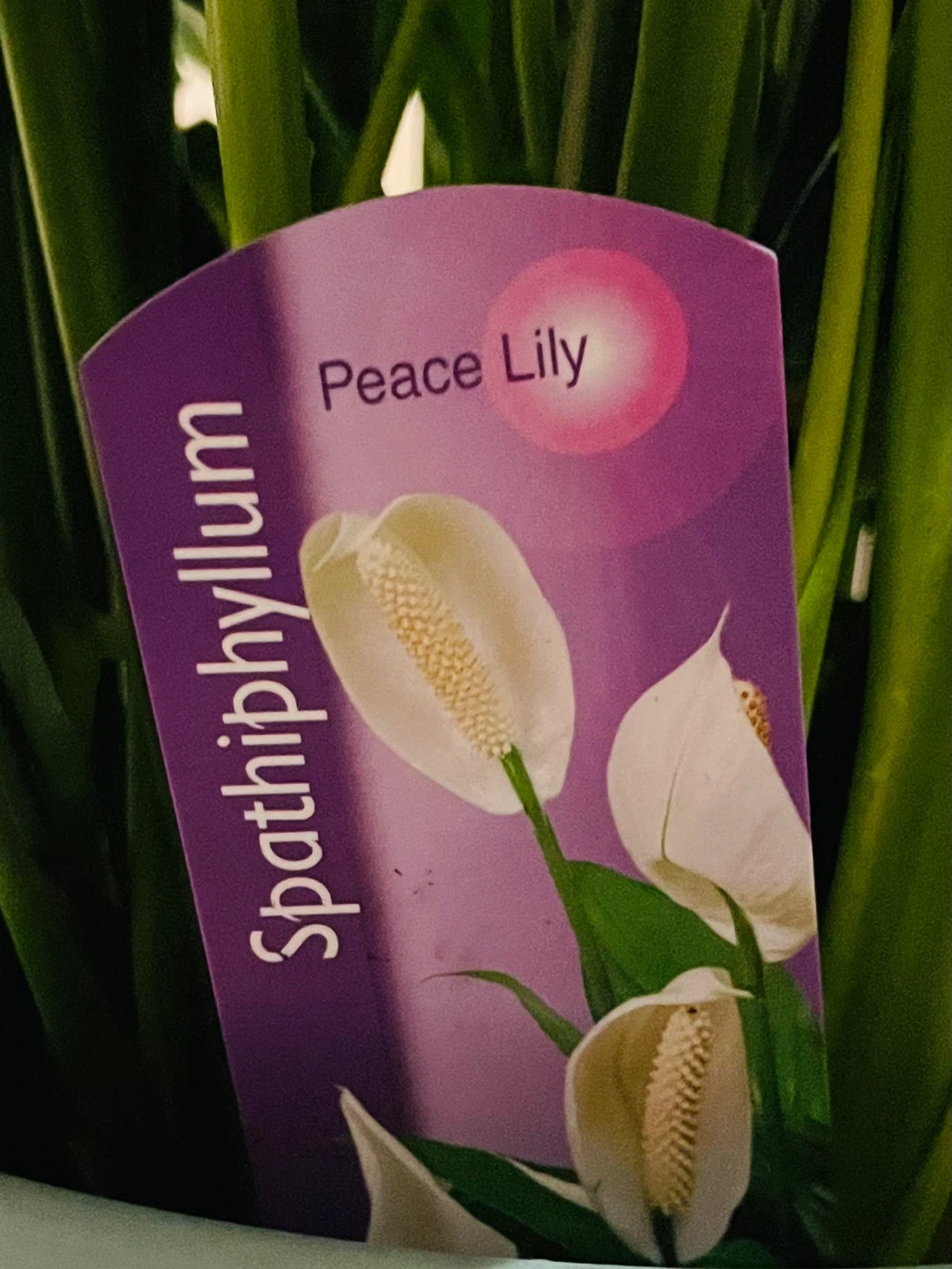 Gorgeous Healthy Peace Lily Plant - photo 5