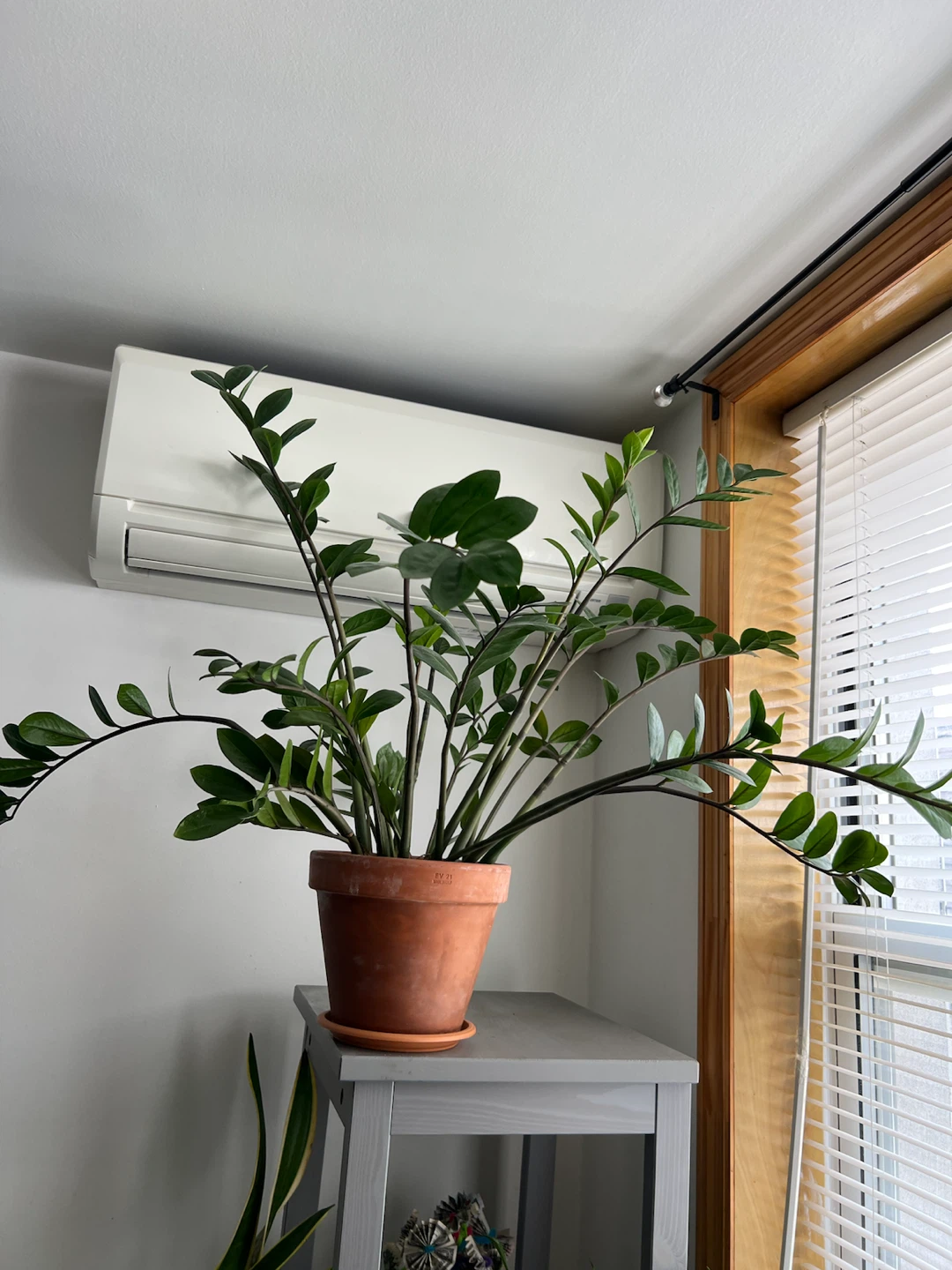 Beautiful large ZZ Plant in Terracotta Pot