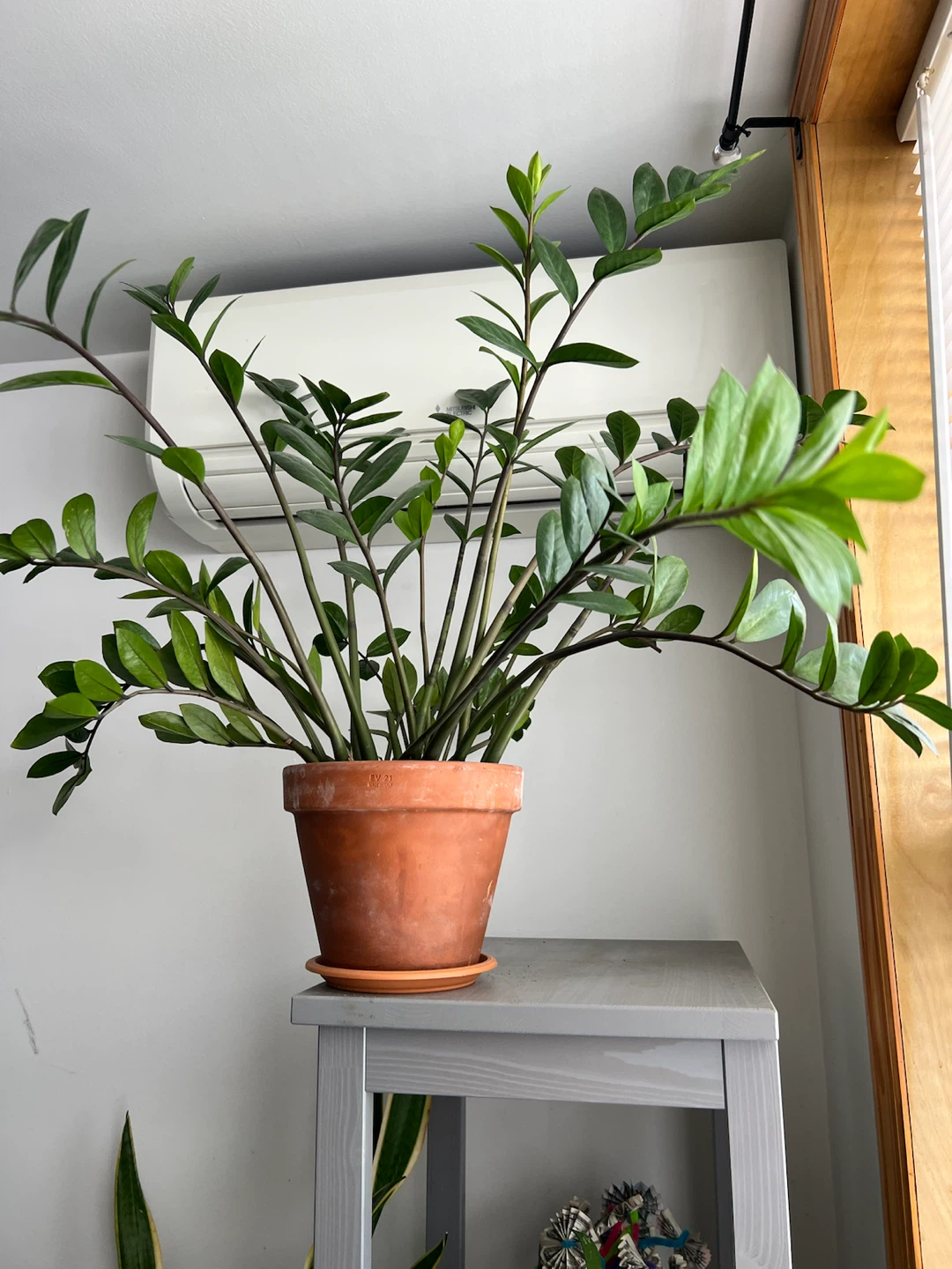 Beautiful large ZZ Plant in Terracotta Pot - photo 2