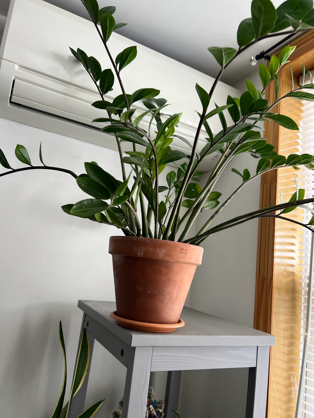 Beautiful large ZZ Plant in Terracotta Pot - photo 3