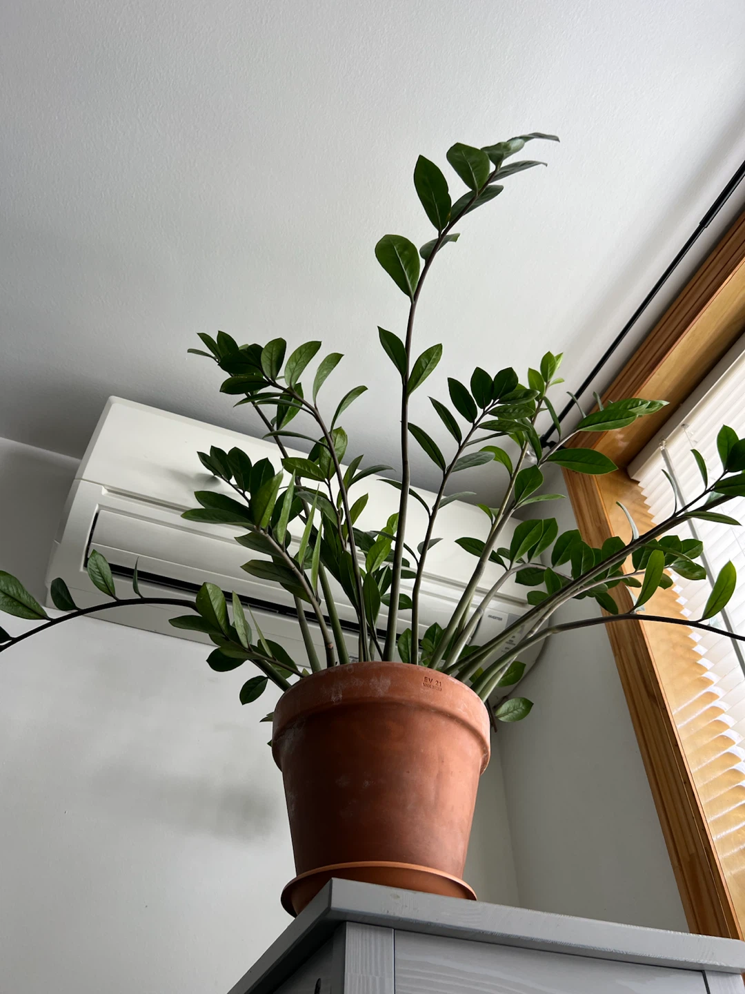 Beautiful large ZZ Plant in Terracotta Pot - photo 4