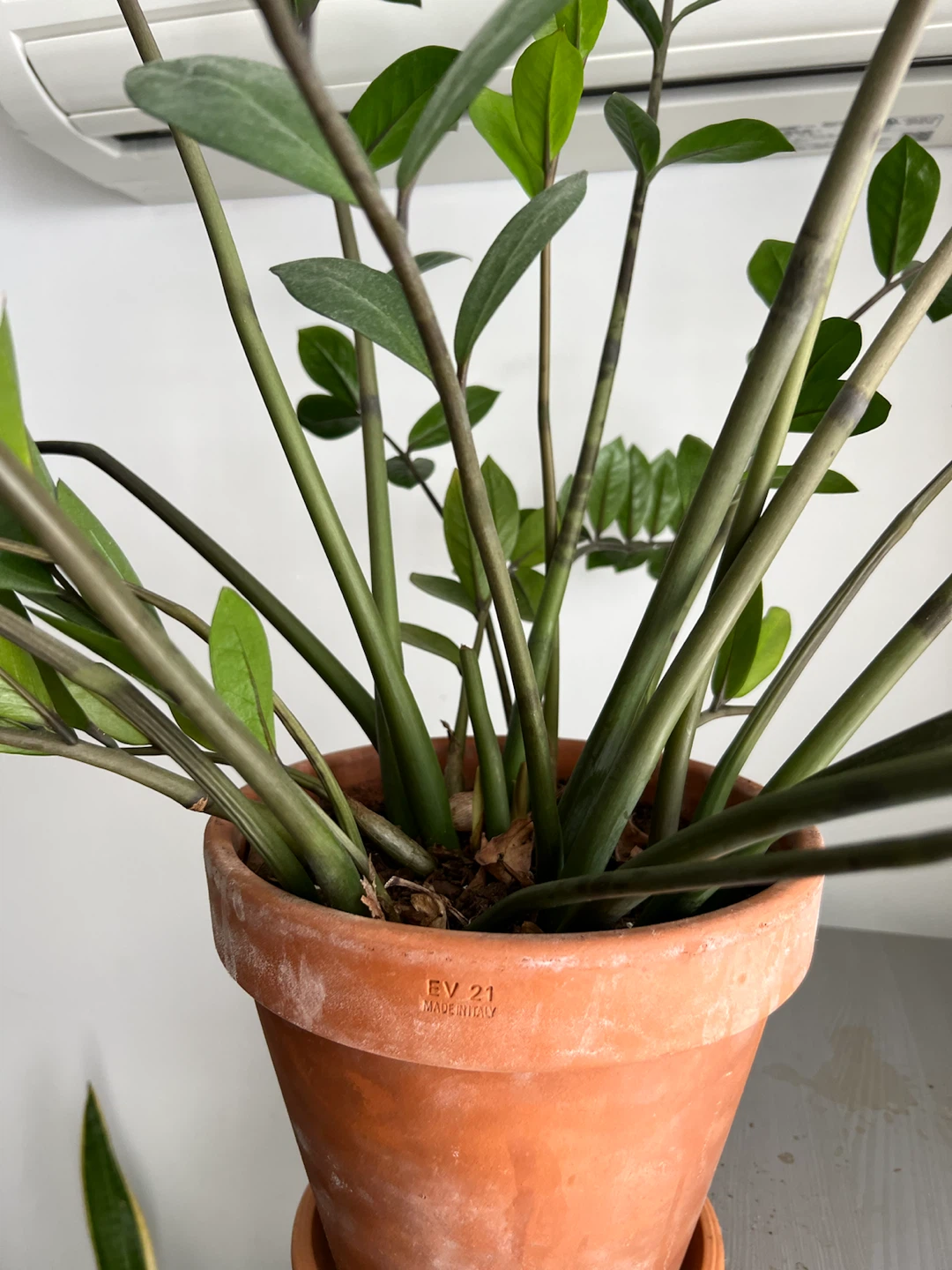 Beautiful large ZZ Plant in Terracotta Pot - photo 5