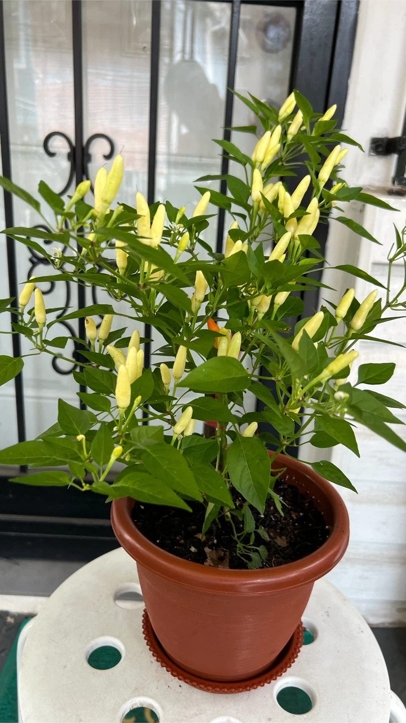 Potted Thai Chili Pepper Plant many Peppers
