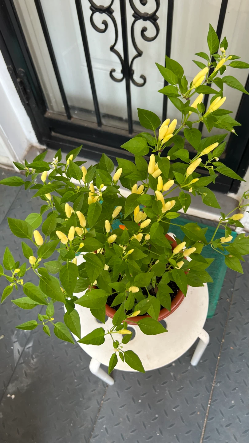 Potted Thai Chili Pepper Plant many Peppers - photo 2