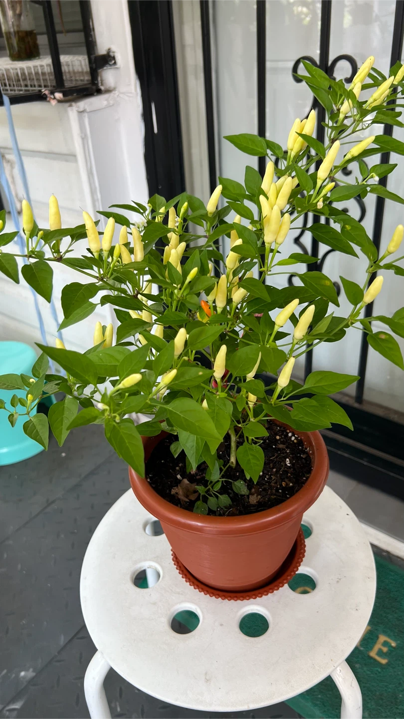Potted Thai Chili Pepper Plant many Peppers - photo 3