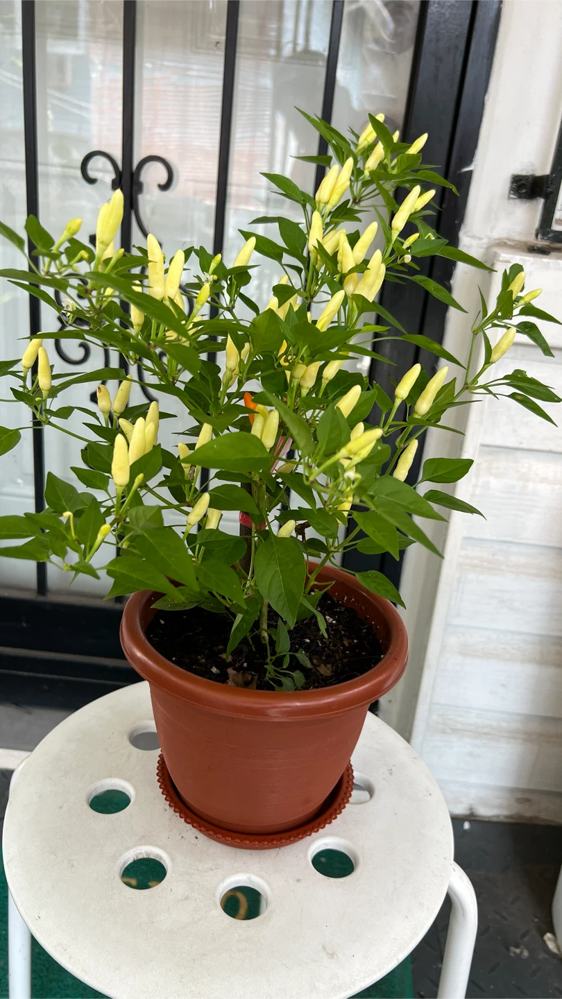Potted Thai Chili Pepper Plant many Peppers - photo 4
