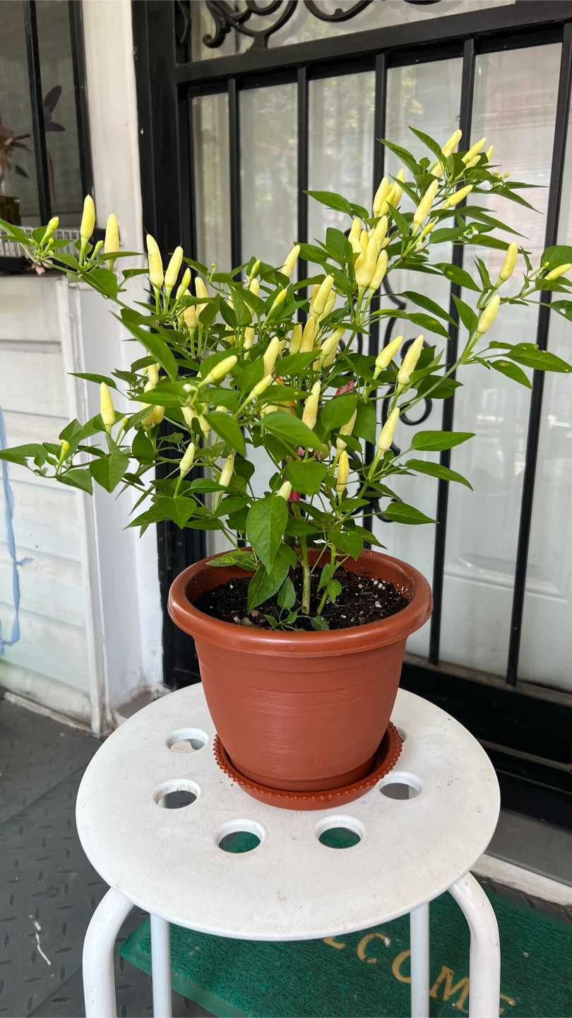 Potted Thai Chili Pepper Plant many Peppers - photo 5