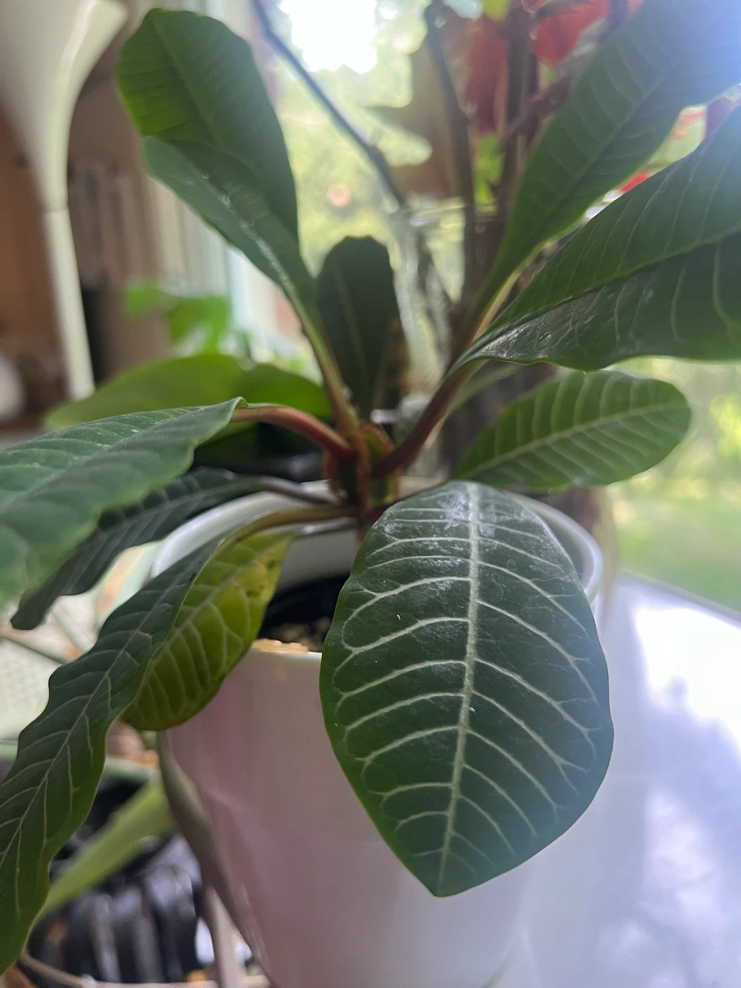 Madagascar Plant