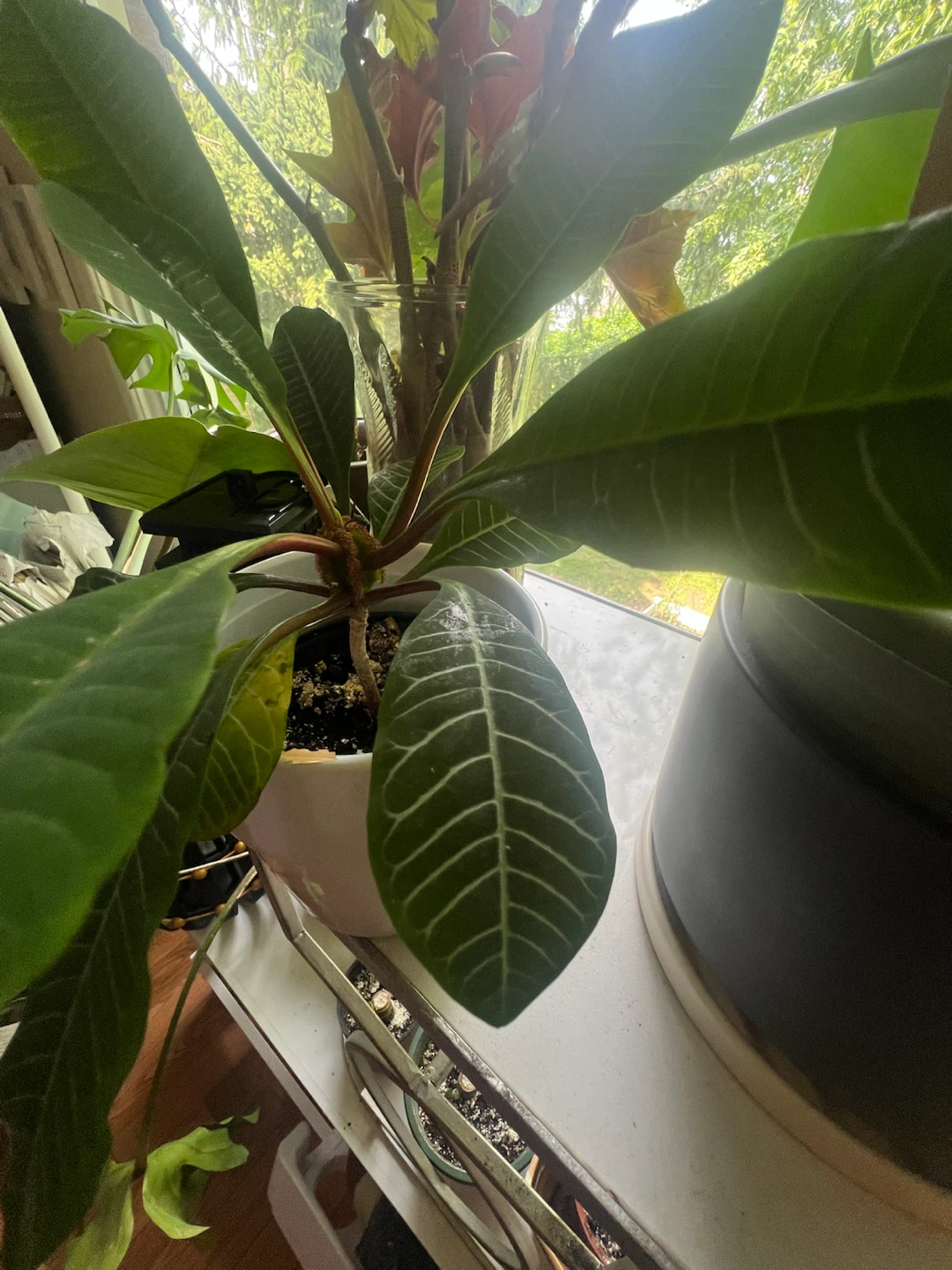 Madagascar Plant - photo 2