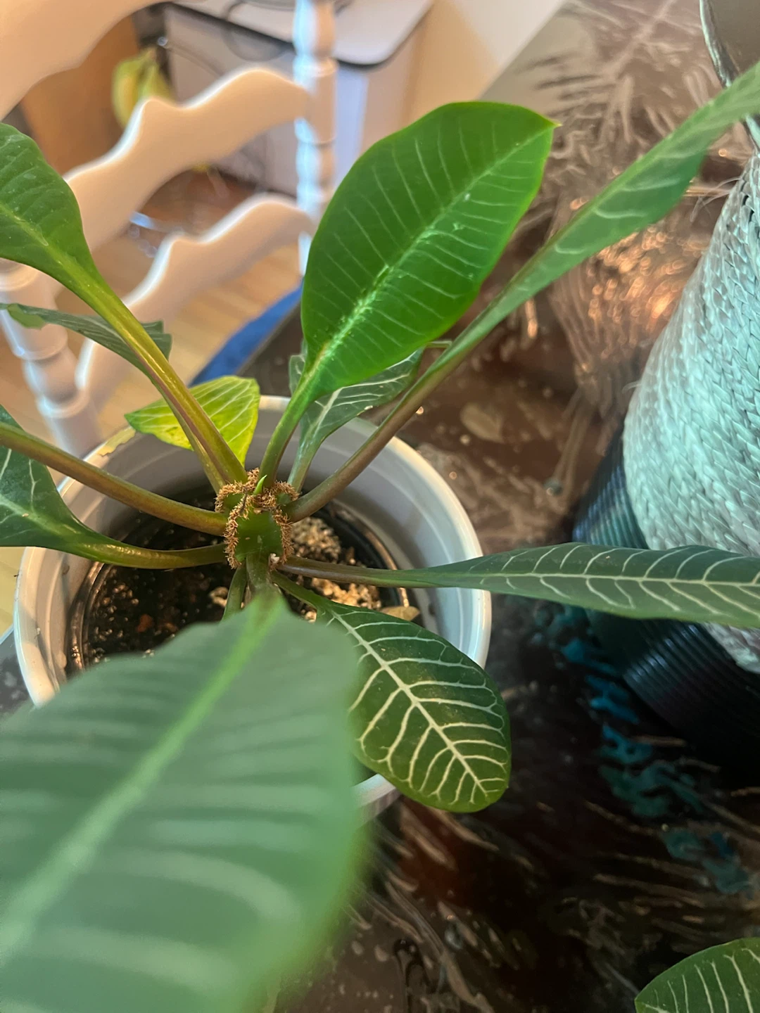 Madagascar Plant - photo 3