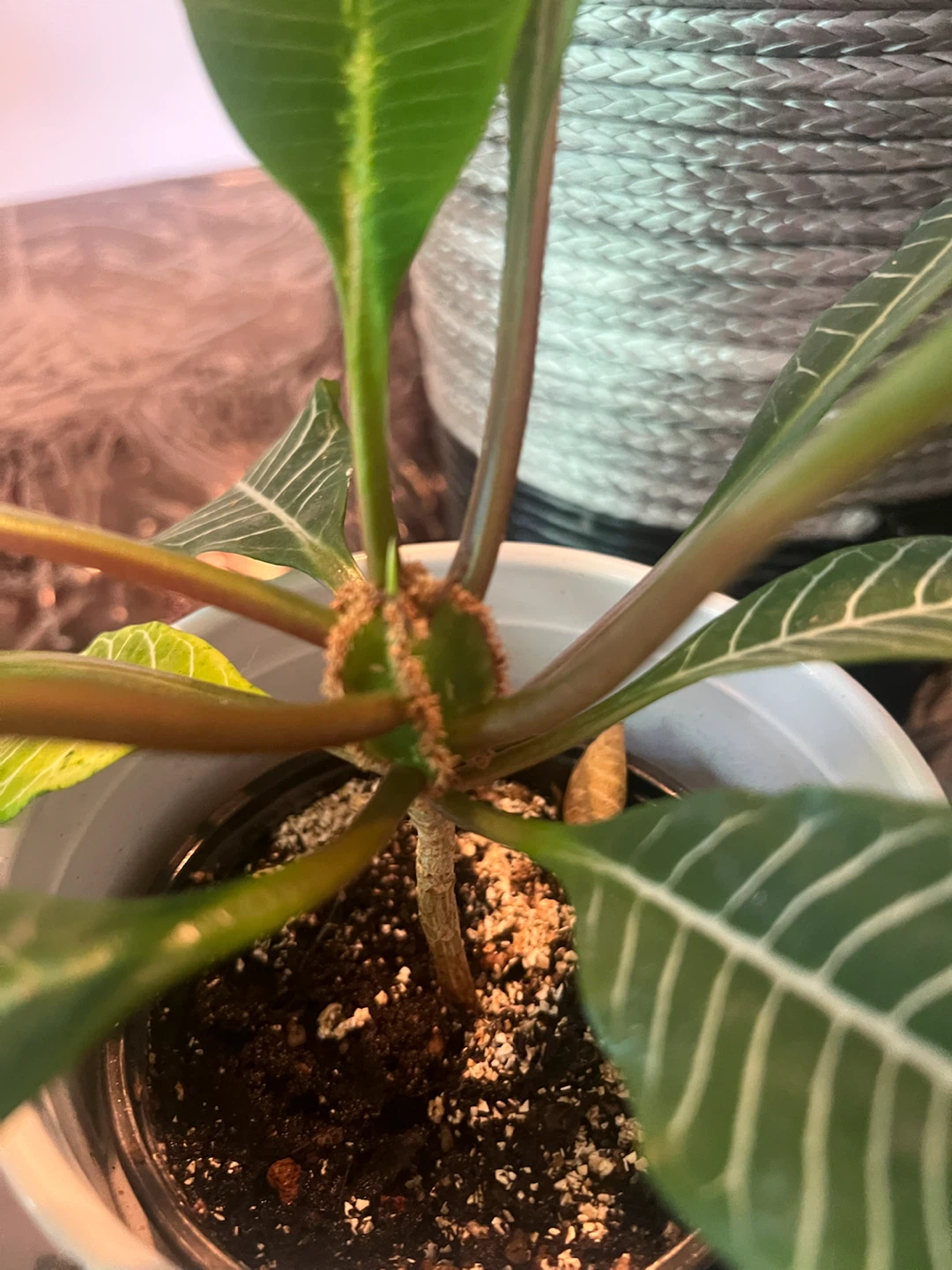 Madagascar Plant - photo 4