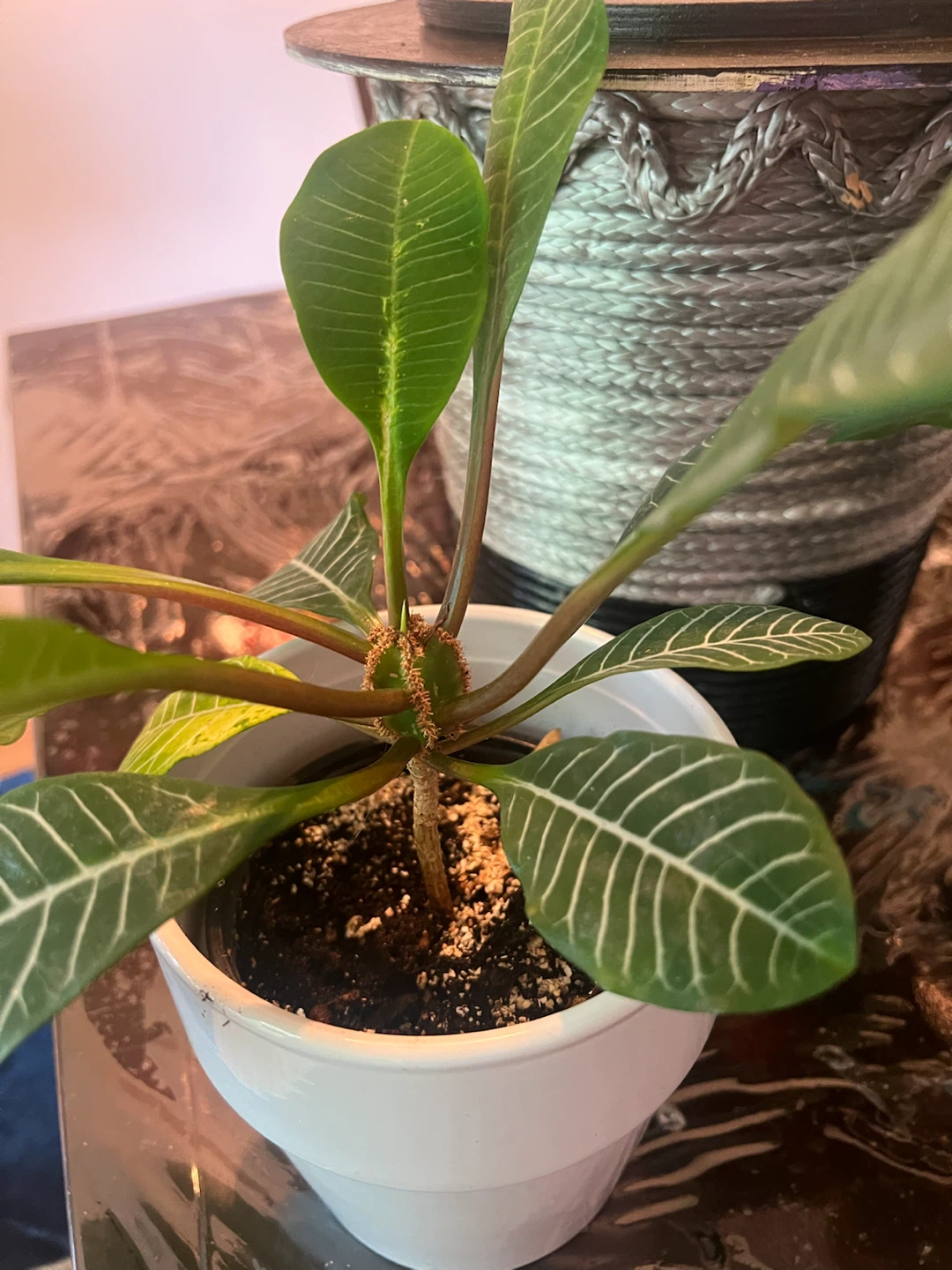 Madagascar Plant - photo 5