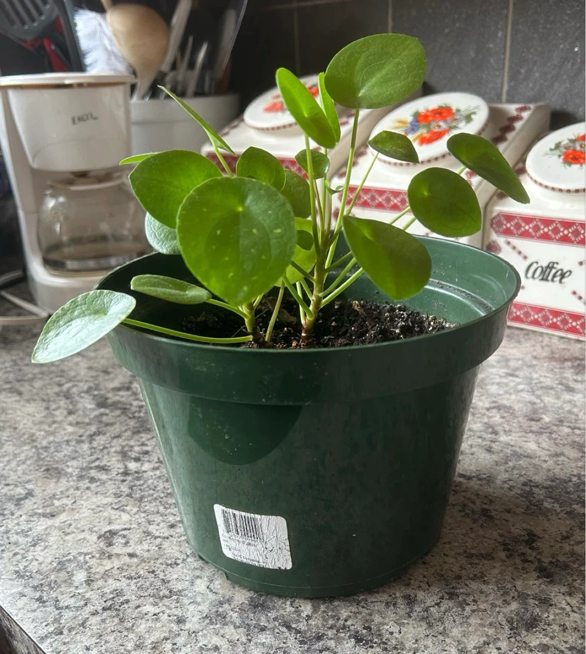 Pilea Peperomioides Plant