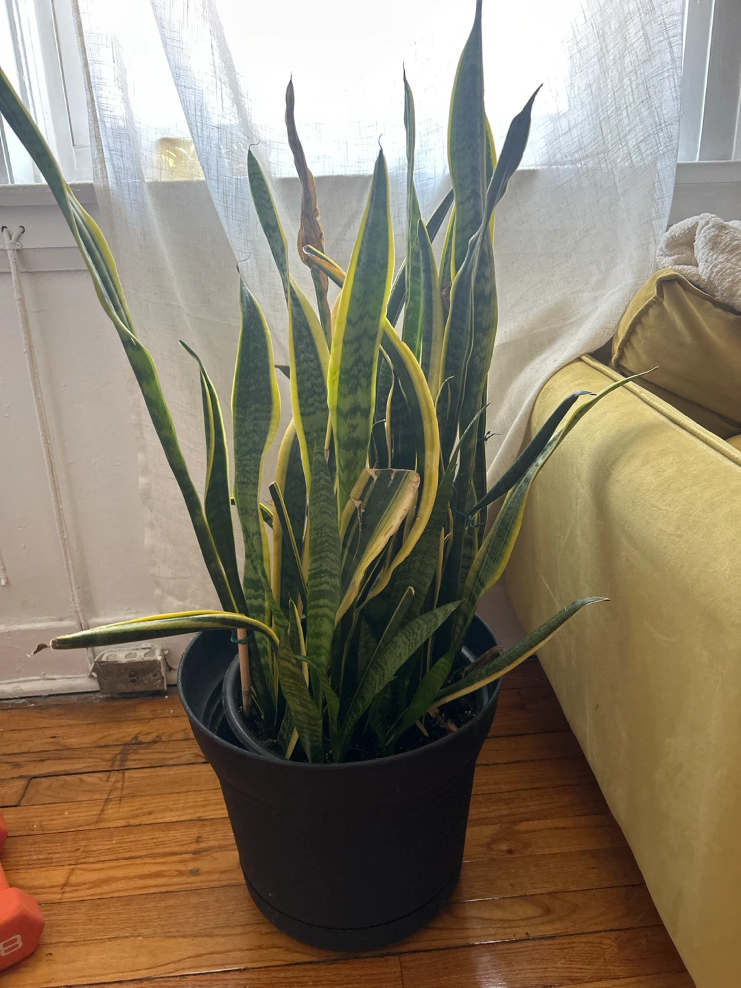 Snake Plant in Black Pot