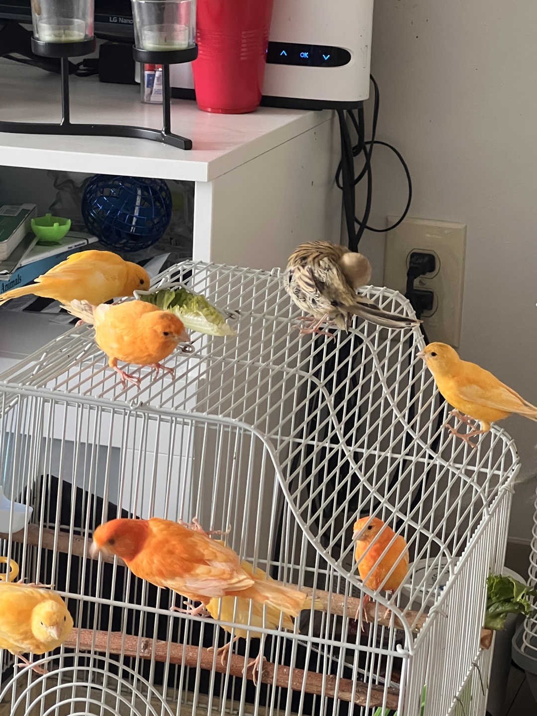 Bird canaries - photo 2