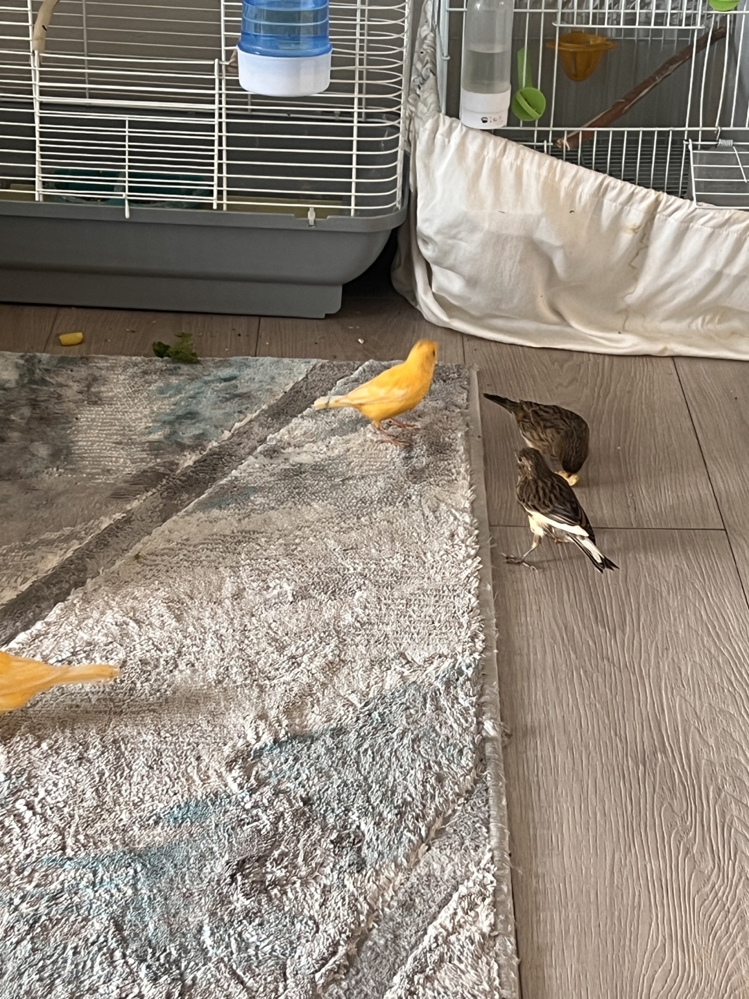 Bird canaries