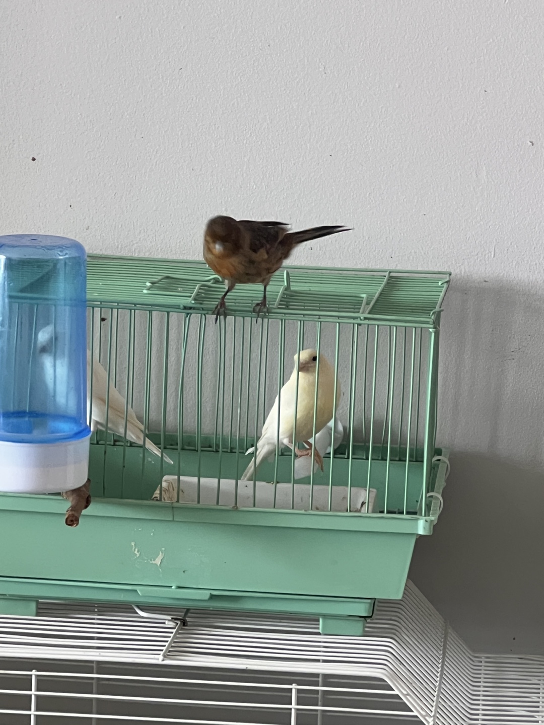 Bird canaries - photo 3