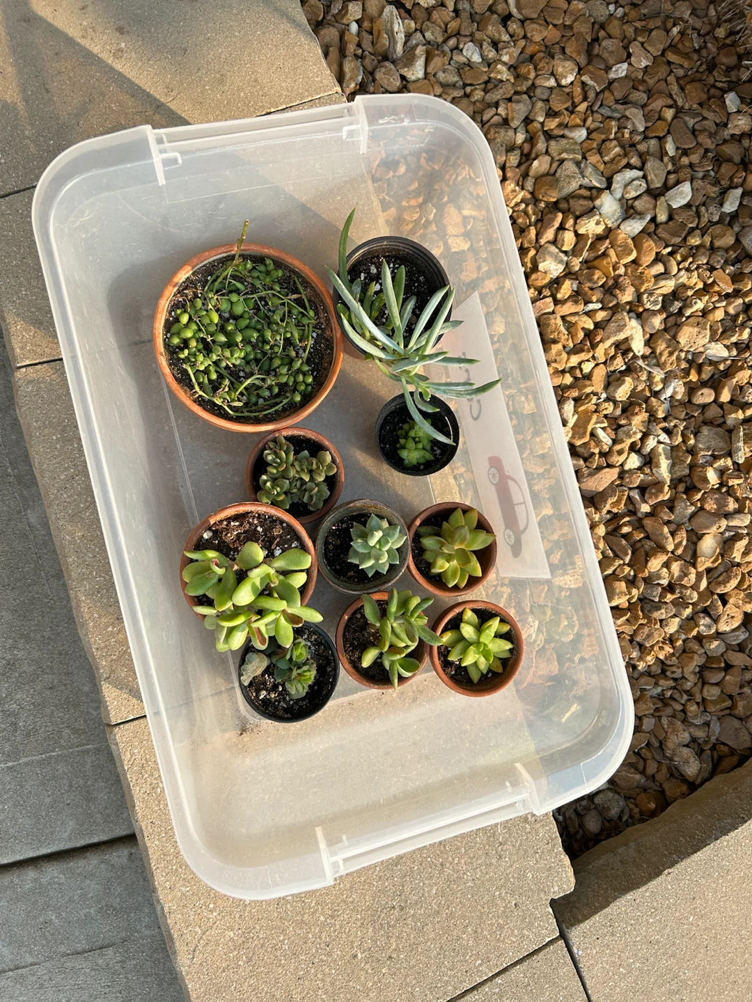 Assorted Succulent Houseplants x(10)