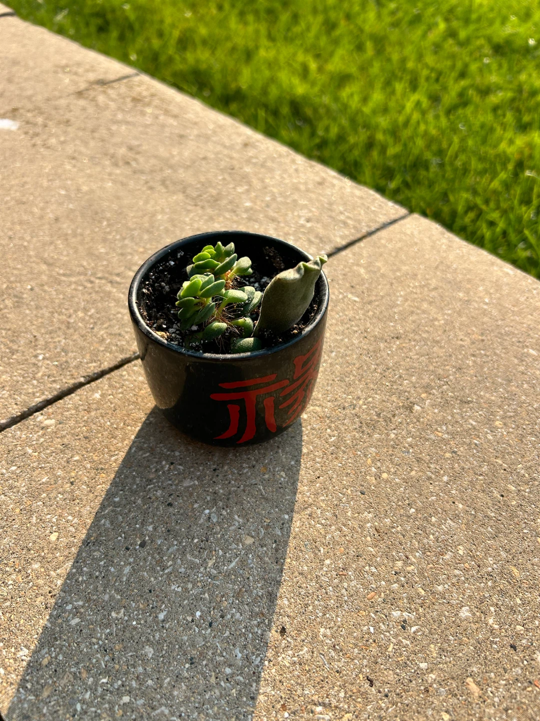 Assorted Succulent Houseplants x(10) - photo 2