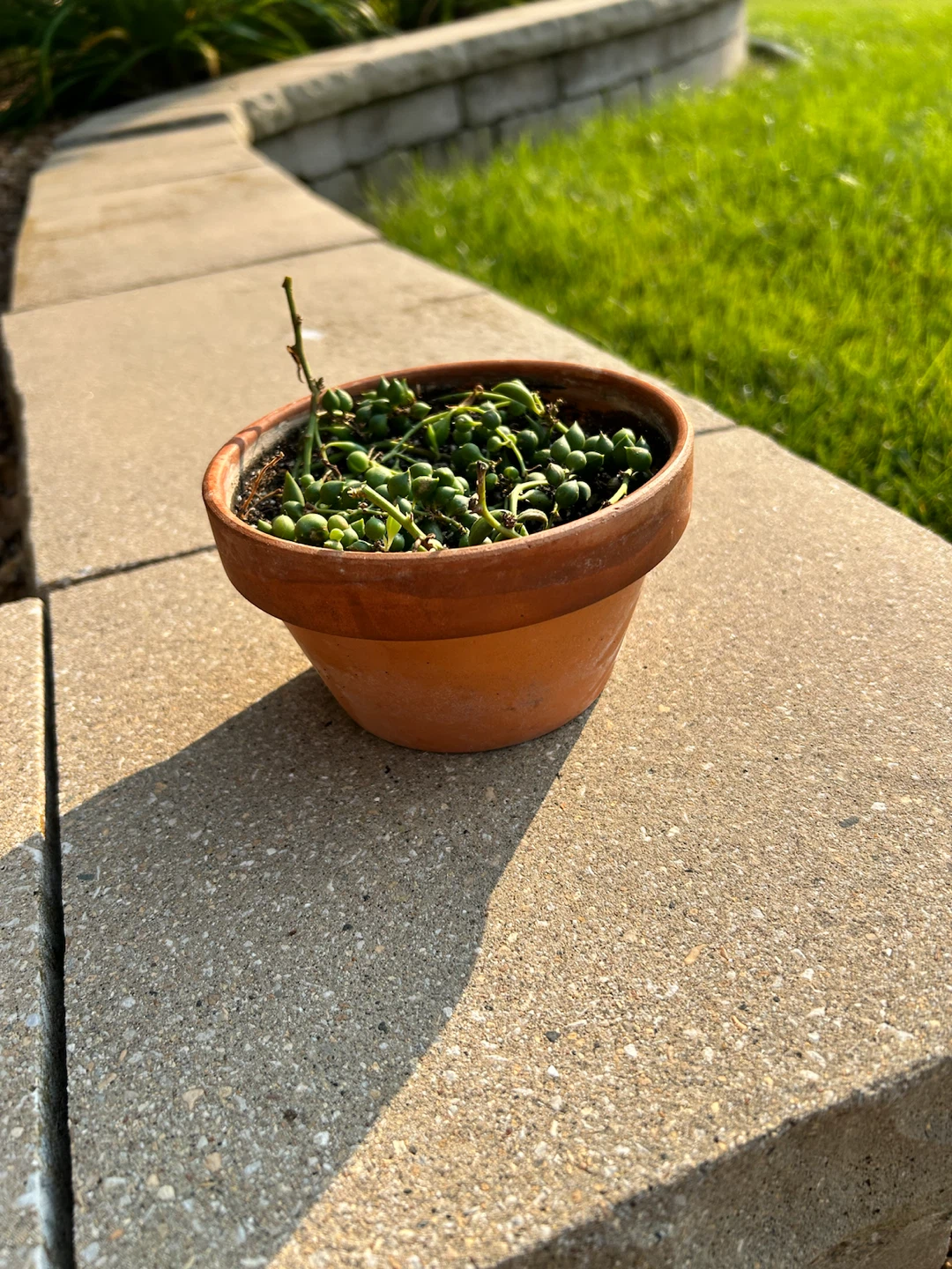 Assorted Succulent Houseplants x(10) - photo 3